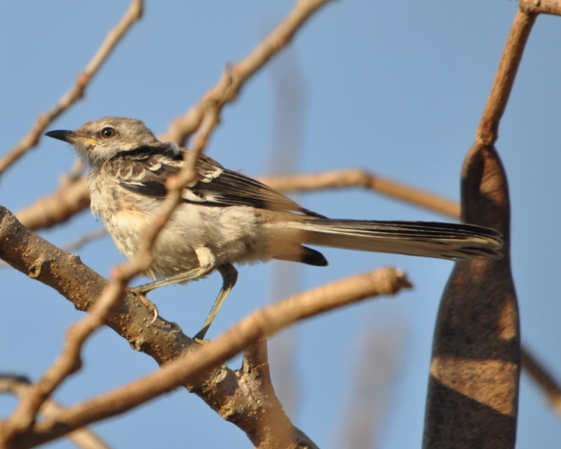 DSC_0203b.JPG