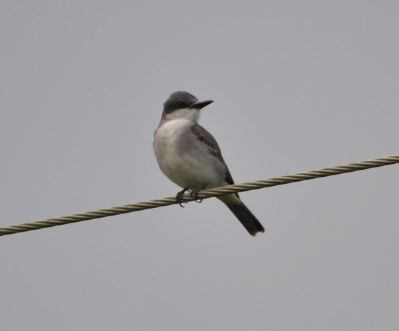 DSC_0254b.JPG