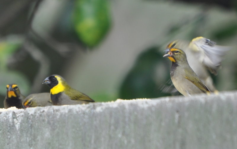 DSC_0588b.JPG