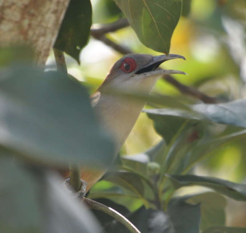 DSC_0775b.JPG