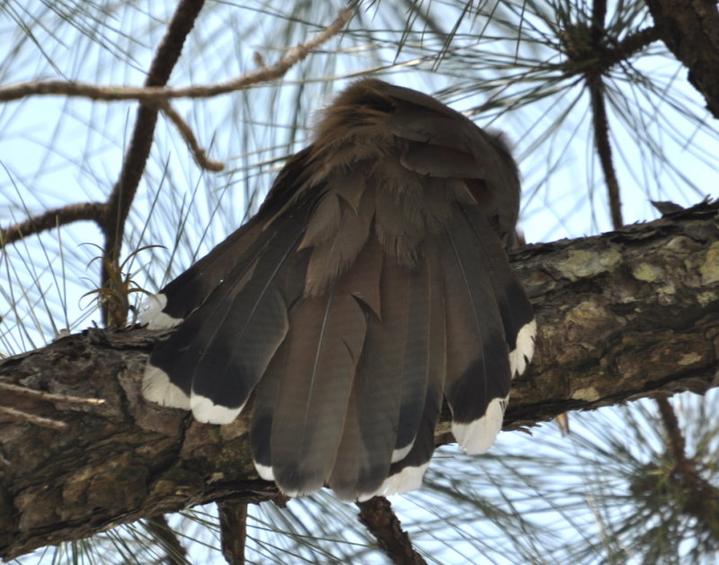 DSC_0795b.JPG
