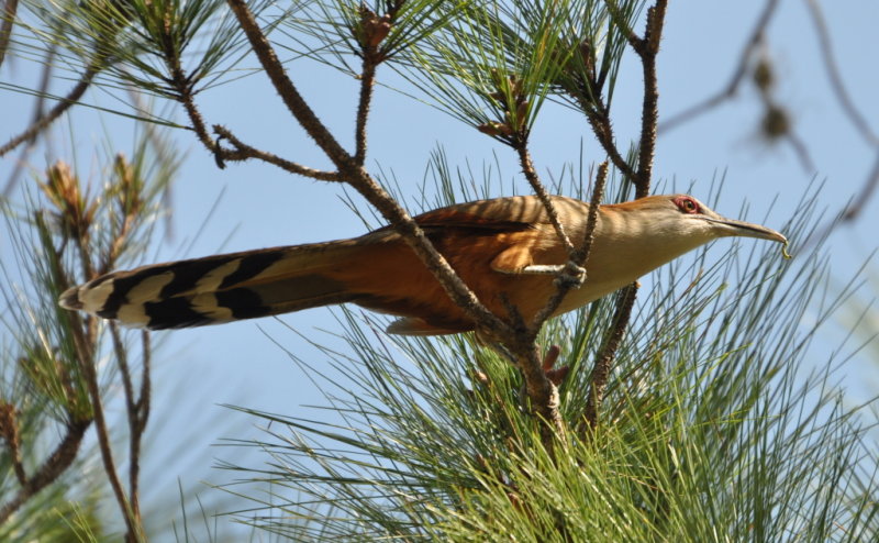 DSC_0868b.JPG