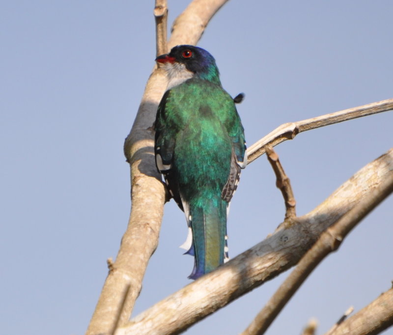 DSC_0911b.JPG