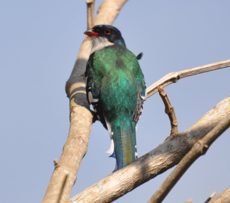 DSC_0917b.JPG