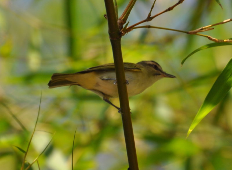 DSC_0094b.JPG