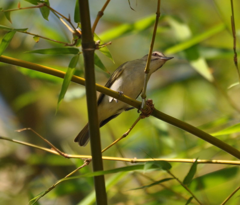 DSC_0106b.JPG