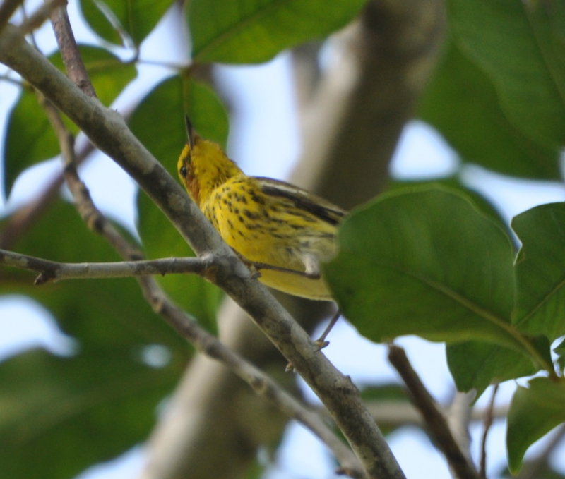 DSC_0115b.JPG