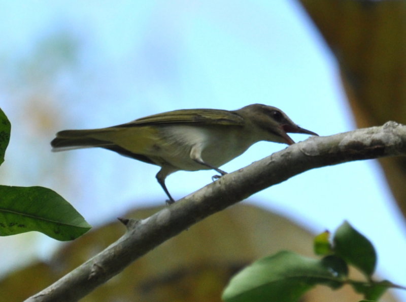 DSC_0163b.JPG