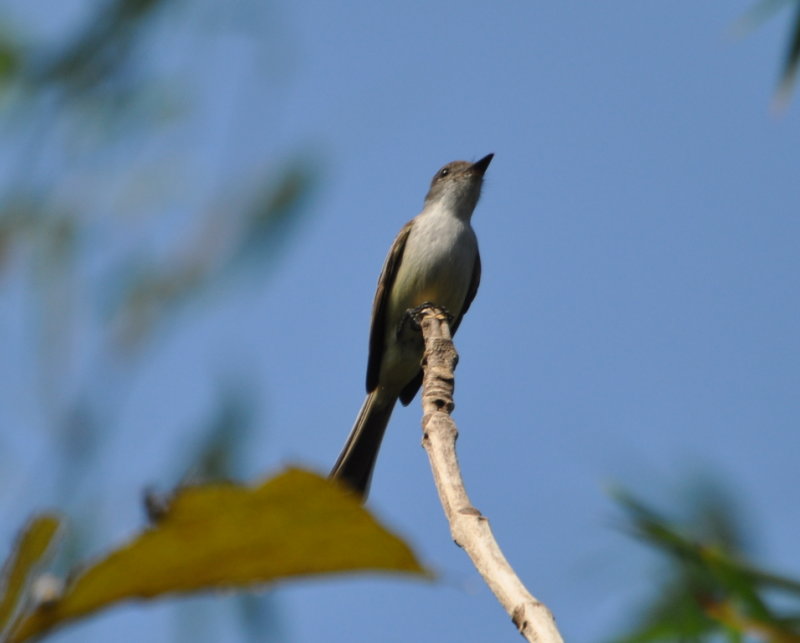 DSC_0198b.JPG