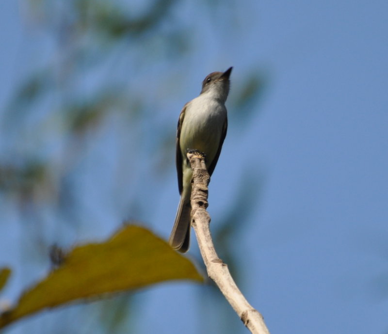 DSC_0207b.JPG