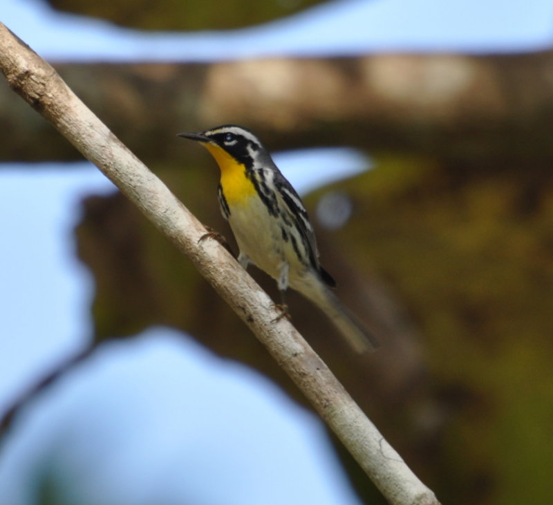 DSC_0246b.JPG