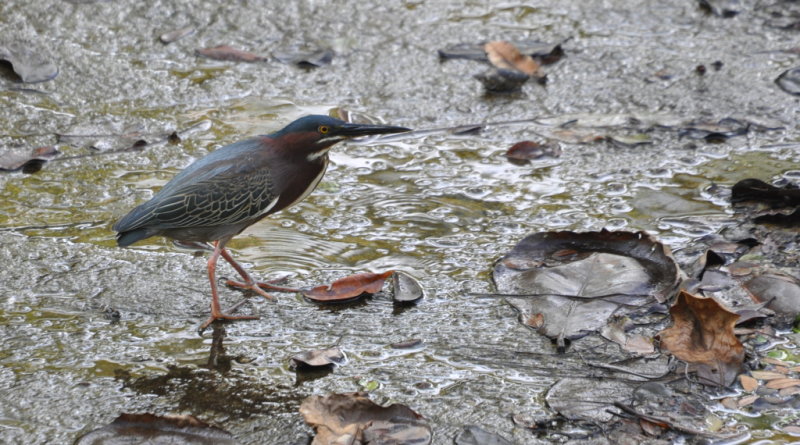 DSC_0328b.JPG