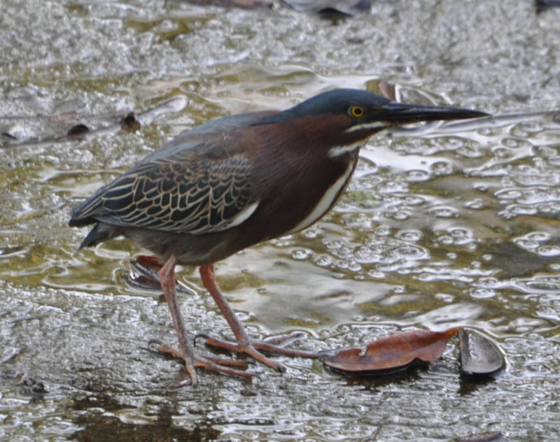 DSC_0331b.JPG