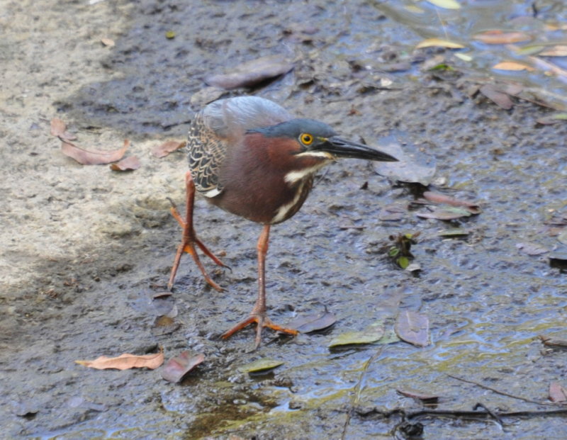 DSC_0353b.JPG