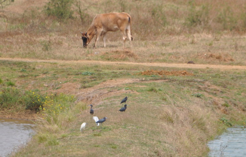 DSC_0054b.JPG