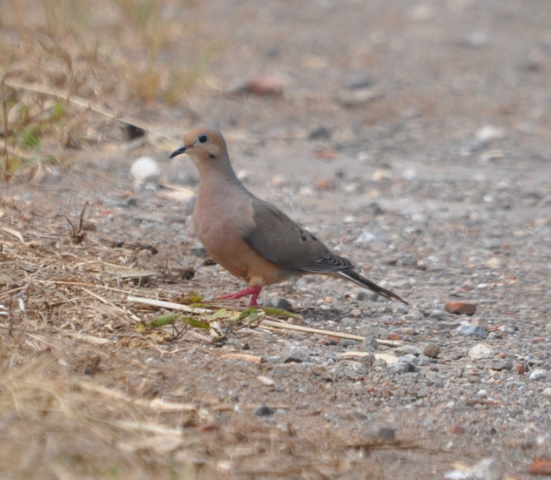 DSC_0121b.JPG