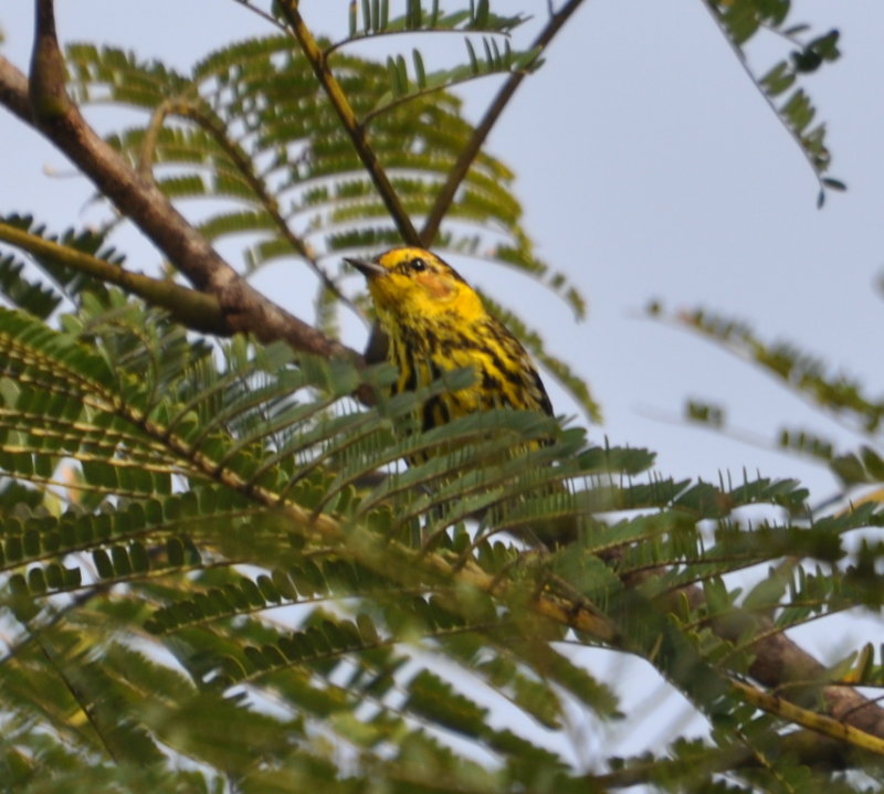 DSC_0366b.JPG