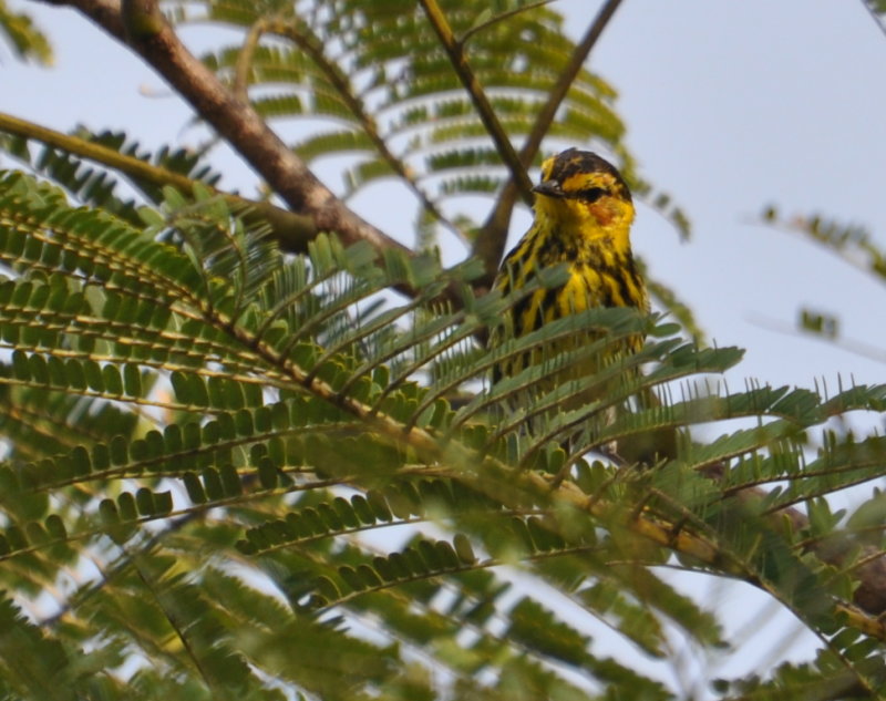 DSC_0375b.JPG