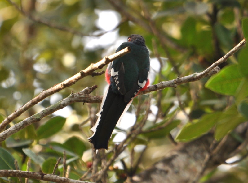 DSC_0387b.JPG