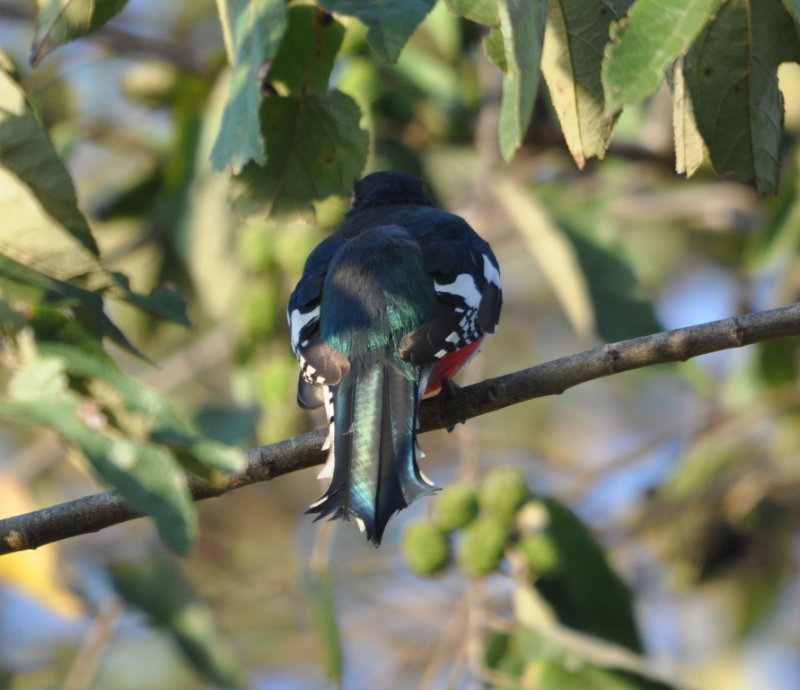 DSC_0004b.JPG