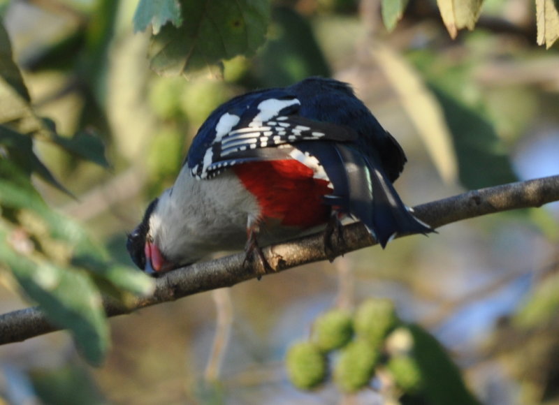 DSC_0007b.JPG