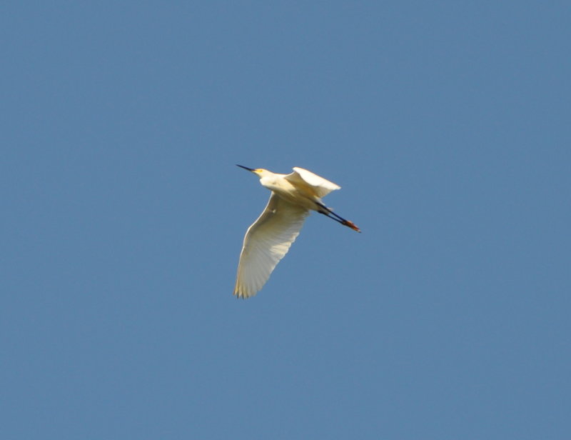 DSC_0084b.JPG