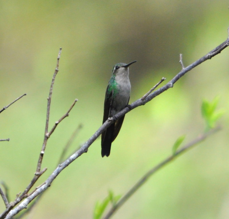 DSC_0410b.JPG