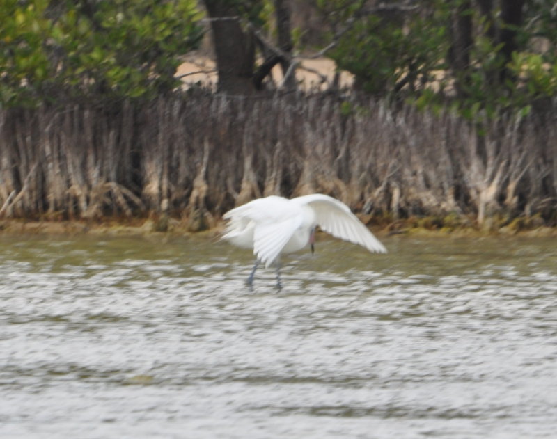 DSC_0462b.JPG