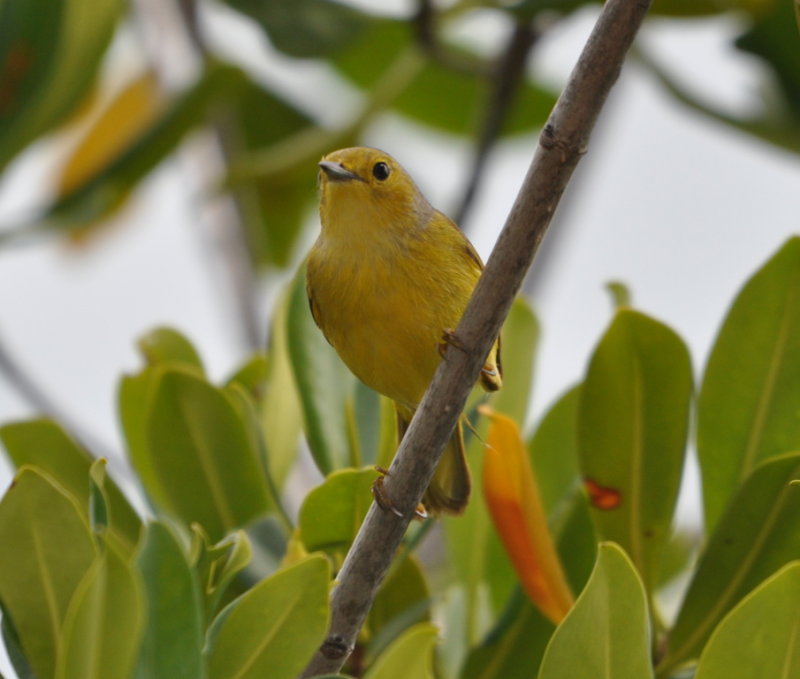 DSC_0673b.JPG