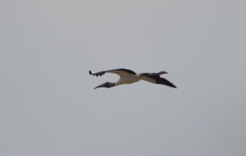 DSC_0737b.JPG