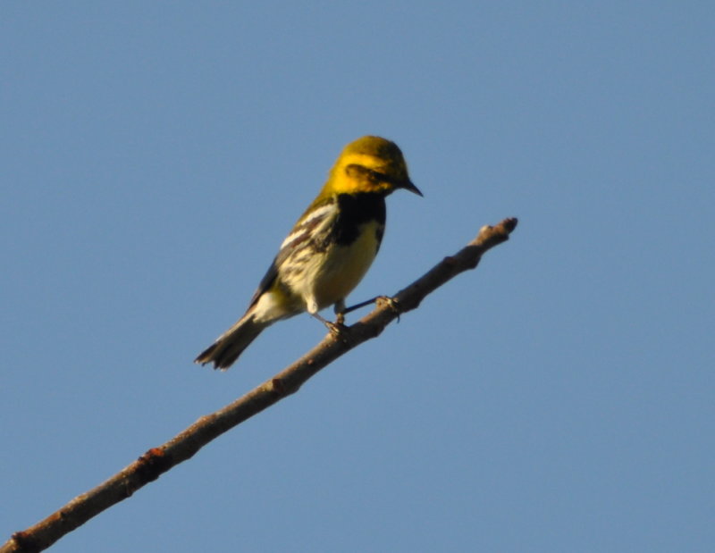 DSC_0882b.JPG