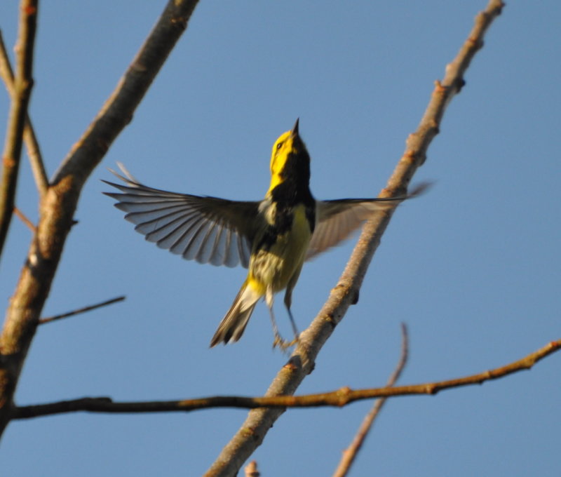 DSC_0910b.JPG