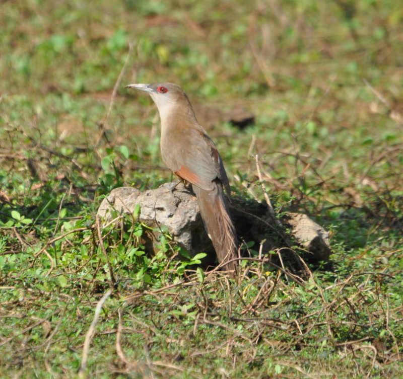 DSC_0137b.JPG