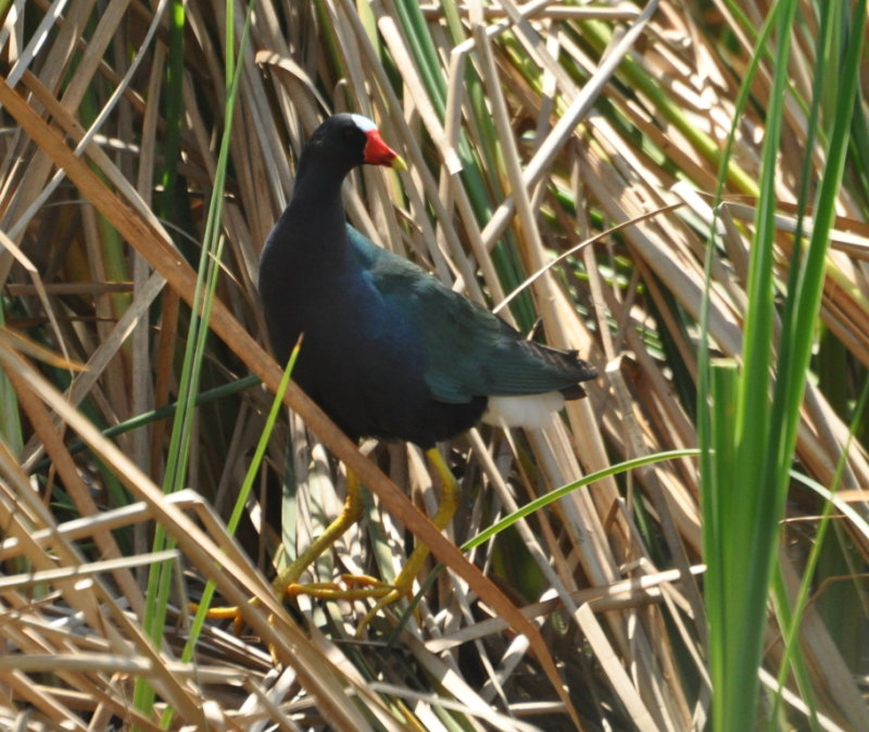 DSC_0392b.JPG