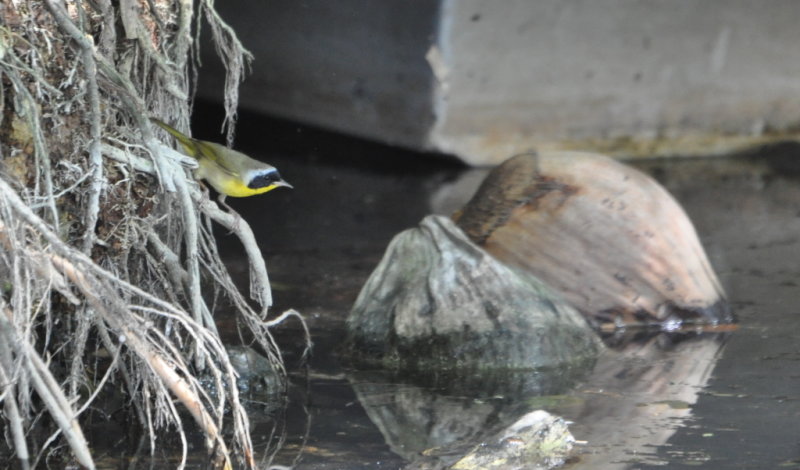 DSC_0460b.JPG