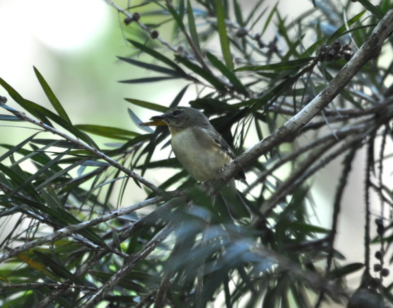 DSC_0600b.JPG