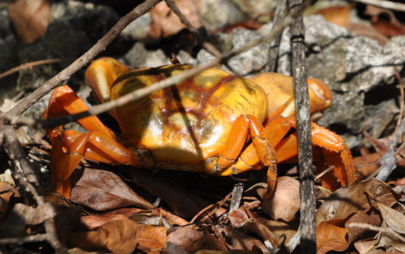 DSC_0708b.JPG