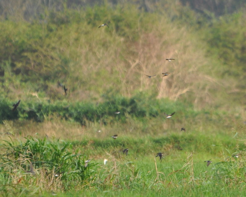 DSC_0247b.JPG