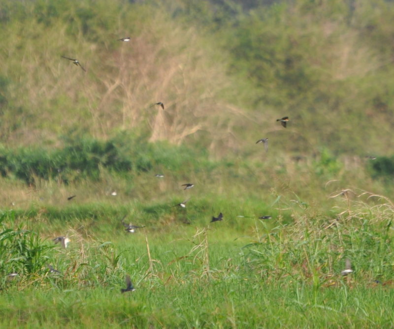 DSC_0248b.JPG