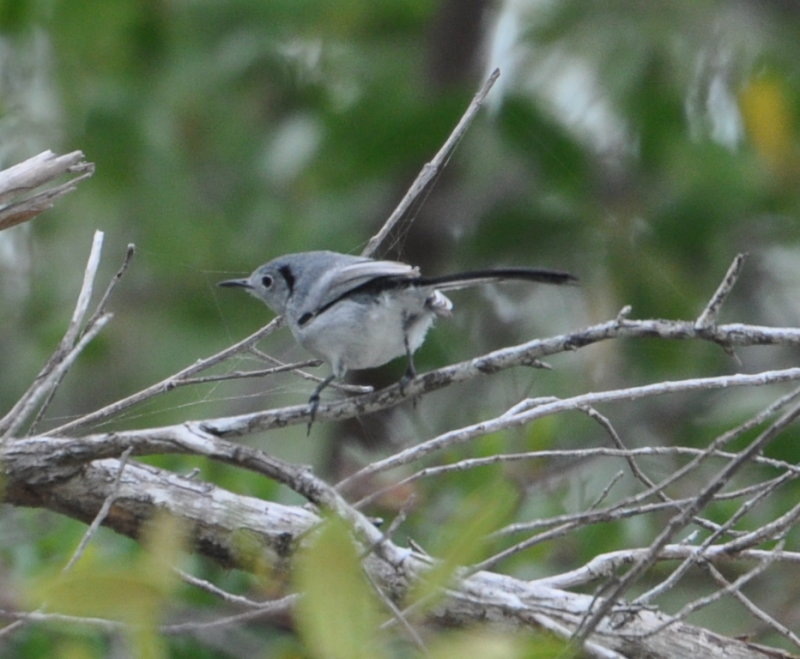 DSC_0049b.JPG
