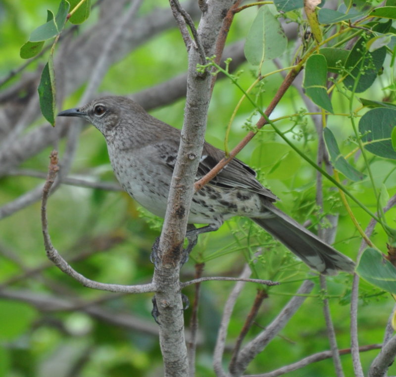 DSC_0178b.JPG