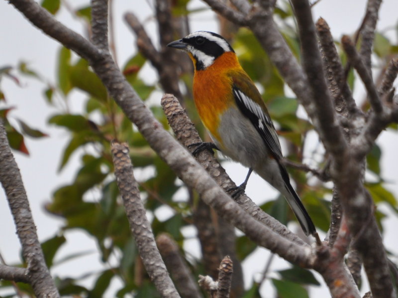 DSC_0298b.JPG