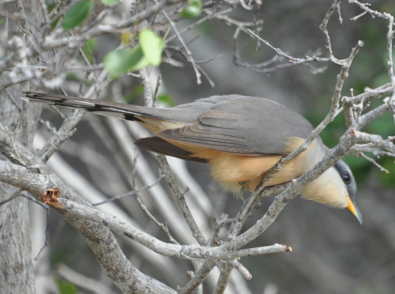 DSC_0455b.JPG