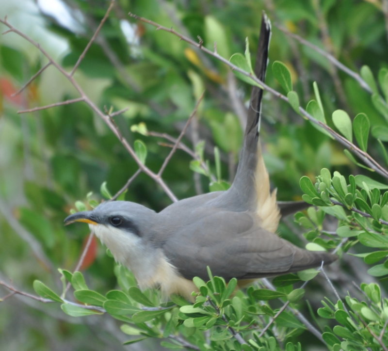 DSC_0508b.JPG