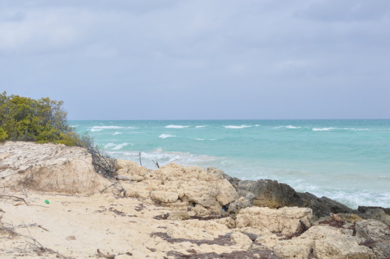 DSC_0537b.JPG