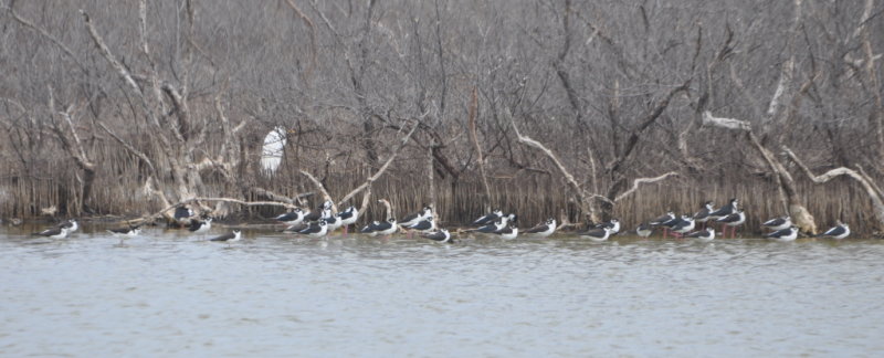 DSC_0650b.JPG