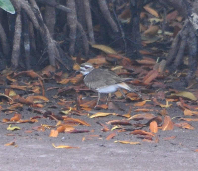 DSC_0908b.JPG