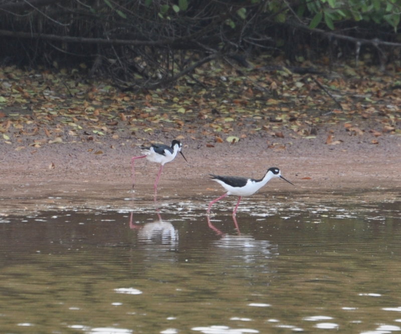 DSC_0972b.JPG