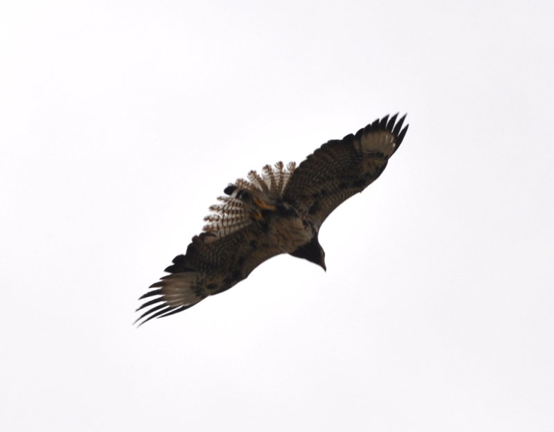 DSC_0050b.JPG