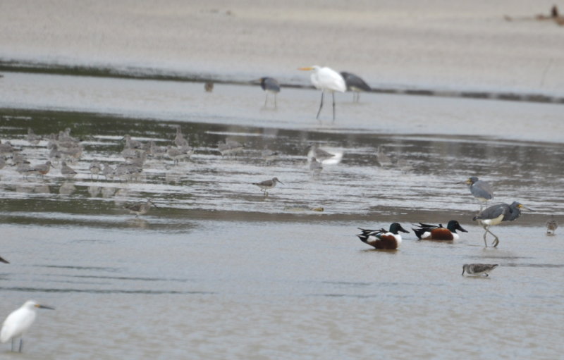 DSC_0081b.JPG